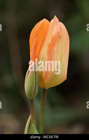 Blume von Tulipa 'Orange Kaiser' Stockfoto