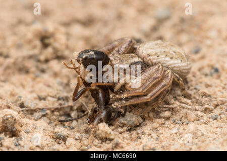 Crab spider (Xysticus sp.) Fütterung auf eine Ameise. Tipperary, Irland Stockfoto