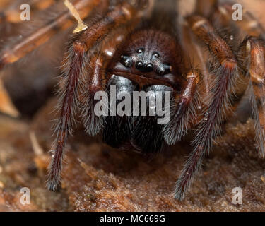 Lace-Web Spider (Amaurobis sp.) unter der Baumrinde. Nahaufnahme des Kopfes. Tipperary, Irland Stockfoto