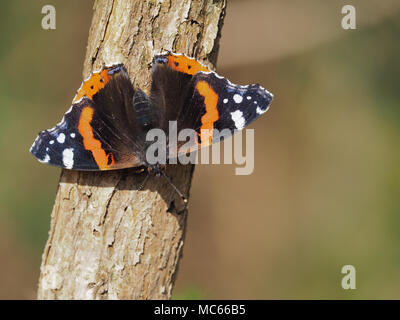 Rot Schmetterling Admiral (Vanessa atalanta) auf der sonnenbeschienenen Zweig im November thront. Tipperary, Irland Stockfoto