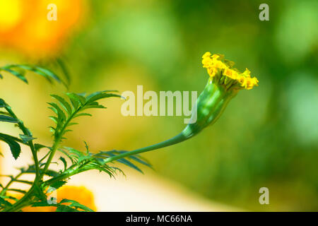 In der Nähe von Tagetes erecta Blumen gegen Sonnenlicht Stockfoto