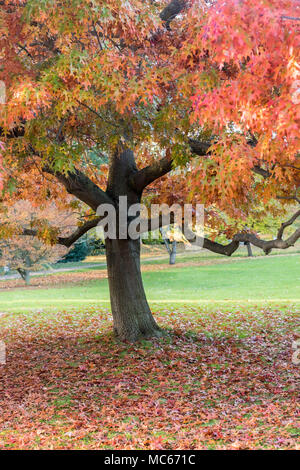 Ein wunderschöner Herbstbaum mit leuchtenden orange, roten und gelben Blättern, umgeben von gefallenen Blättern auf dem Boden, Stockfoto