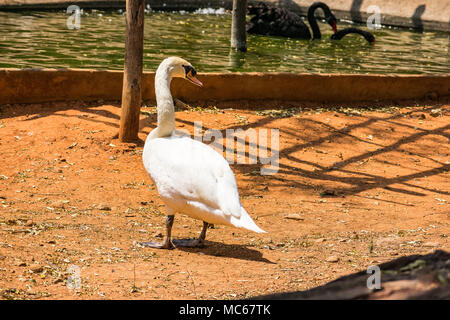 Ein Schwan stehend in der Nähe von Teich von Zoo. Stockfoto