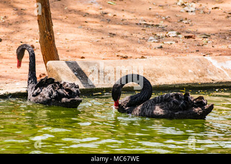 Ein schwarzes Paar swan Spielen am Wasser im Zoo. Stockfoto