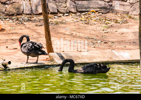 Ein schwarzes Paar swan Spielen am Wasser im Zoo. Stockfoto