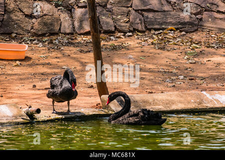 Ein schwarzes Paar swan Spielen am Wasser im Zoo. Stockfoto