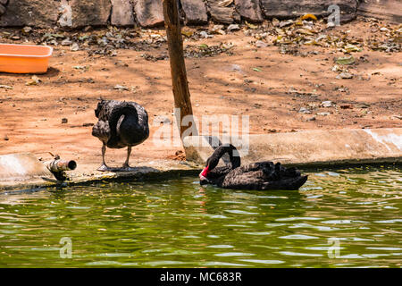 Ein schwarzes Paar swan Spielen am Wasser im Zoo. Stockfoto