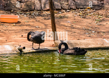 Ein schwarzes Paar swan Spielen am Wasser im Zoo. Stockfoto