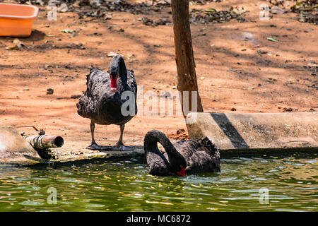 Ein schwarzes Paar swan Spielen am Wasser im Zoo. Stockfoto