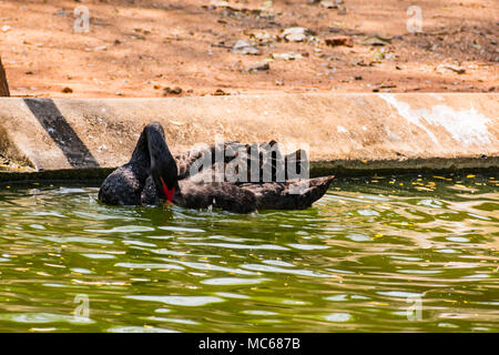 Ein schwarzes Paar swan Spielen am Wasser im Zoo. Stockfoto