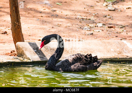 Ein schwarzes Paar swan Spielen am Wasser im Zoo. Stockfoto