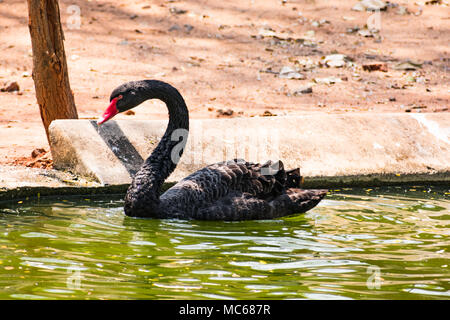 Ein schwarzes Paar swan Spielen am Wasser im Zoo. Stockfoto