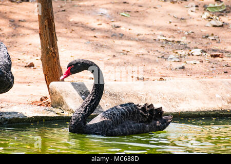 Ein schwarzes Paar swan Spielen am Wasser im Zoo. Stockfoto