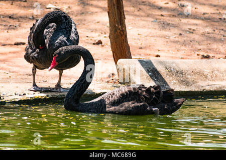 Ein schwarzes Paar swan Spielen am Wasser im Zoo. Stockfoto