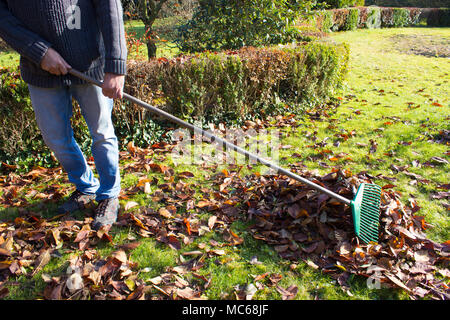 Mann harken Laub im Garten. Herbst Reinigung im Garten. Stockfoto