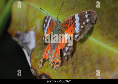 Anartia amathea (LINNAEUS, 1758). Lepidoptera: Pieridae Stockfoto