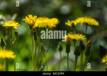 Kleine Heuschrecke auf wildplants Stockfoto