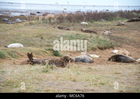 Donna Nook, Lincolnshire, Großbritannien - 15.November: Graue Dichtungen an Land kommen im Spätherbst für birthing Season am 15 Nov 2016 Donna Nook Seal Sanctuary, Lincolns Stockfoto