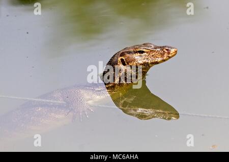 Asiatische wasser Waran (Varanus Salvator) im Teich Aalen, Singapur Stockfoto