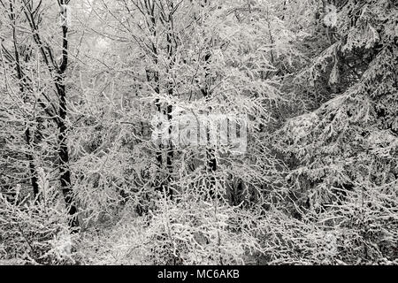 Winter Forest. Schnee bedeckt Niederlassungen in Berg. Stockfoto