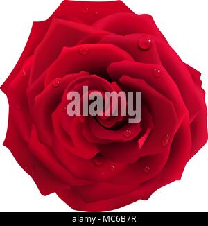 Rote Rose mit Wassertropfen auf weißem Hintergrund Stock Vektor