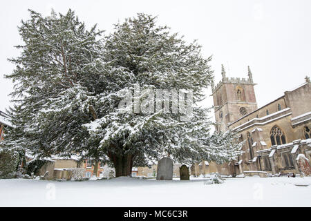 Große Eibe auf dem Gelände des St. Maria, der Jungfrau, Kirche, Gillingham North Dorset England UK nach Schneefall im März 2018 Stockfoto