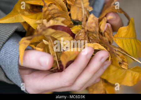 Blätter im Herbst in Mädchen Hände in den Wald. Herbst Hintergrund. Close Up. Stockfoto