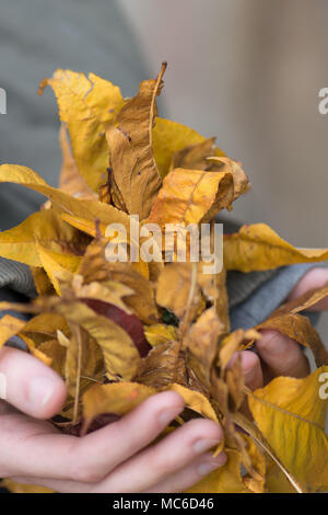 Blätter im Herbst in Mädchen Hände in den Wald. Herbst Hintergrund. Close Up. Stockfoto