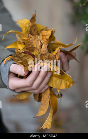 Blätter im Herbst in Mädchen Hände in den Wald. Herbst Hintergrund. Close Up. Stockfoto
