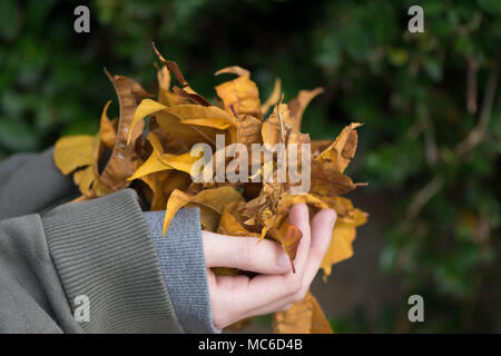 Blätter im Herbst in Mädchen Hände in den Wald. Herbst Hintergrund. Close Up. Stockfoto