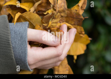 Blätter im Herbst in Mädchen Hände in den Wald. Herbst Hintergrund. Close Up. Stockfoto