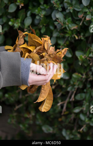 Blätter im Herbst in Mädchen Hände in den Wald. Herbst Hintergrund. Close Up. Stockfoto