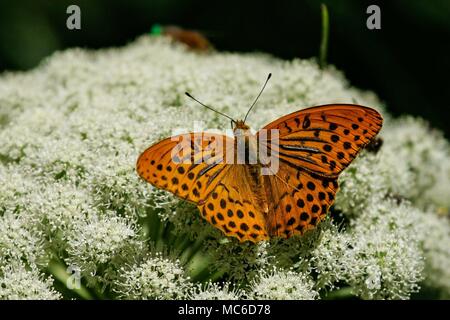 Silber - gewaschen fritillary (Ceriagrion tenellum) sitzen auf Blüte mit offenen Flügeln, Katalonien, Spanien | Verwendung weltweit Stockfoto