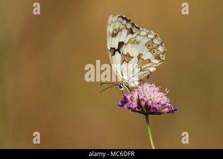 Schachbrettfalter (Melanargia galathea) sitzen auf der Blüte in der Wiese, Baden-Württemberg, Deutschland | Verwendung weltweit Stockfoto