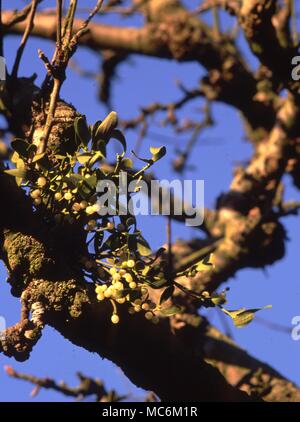 Die Mistel wächst an den Winter Zweige von einem Apfelbaum Stockfoto