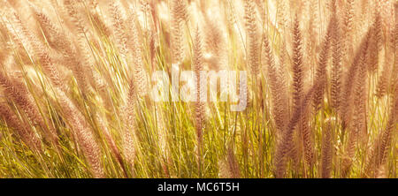 Afrikanische Brunnen Gras, Pennisetum setaceum, ein invase Gras wachsen wild auf Gran Canaria, Kanarische Inseln, Spanien. Stockfoto