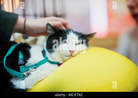 Traurige Katze liegend auf grossen gelben Kissen in Käfig warten auf die Behandlung der Tierklinik. Vorstellung von Menschlichkeit, Freundlichkeit und Freundschaft. Stockfoto