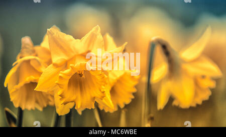Narzissen im Frühling. Schönen gelben Blumen. Stockfoto