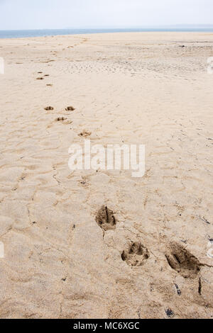 Eine einzige Linie von einfarbigen großen Hundepfoten im goldenen Strandsand, der zum Meer führt, den Sandstrand hinunter. Genießen Sie die Freiheit. Stockfoto