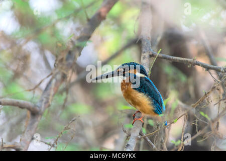 Eisvögel (Alcedo Atthis) am Zweig. Stockfoto