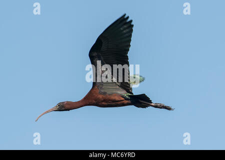 Vogel: Porträt der Reifen Glossy Ibis im Flug Stockfoto