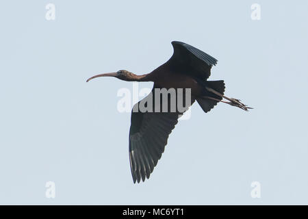 Vogel: In der Nähe von Reifen Glossy Ibis im Flug Stockfoto