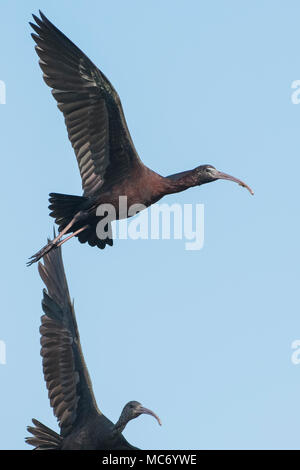 Vogel: In der Nähe von Reifen Glossy Ibis im Flug Stockfoto