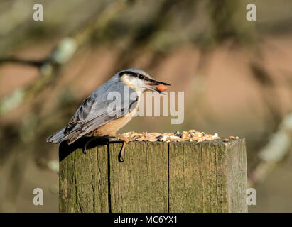 Ein Kleiber thront auf einem bewaldeten Post mit einer Mutter ihren Mund. (Sitta europaea), aufgenommen während der Fütterung in Dorset, England, UK. Stockfoto