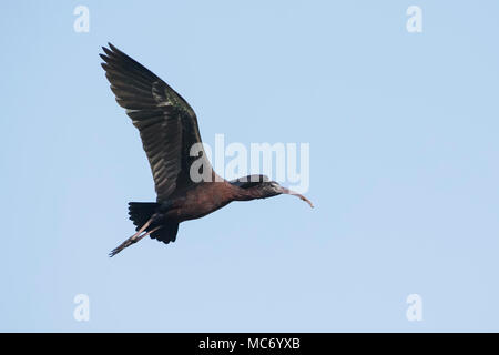 Vogel: In der Nähe von Reifen Glossy Ibis im Flug Stockfoto