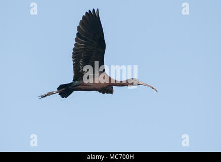 Vogel: In der Nähe von Reifen Glossy Ibis im Flug Stockfoto