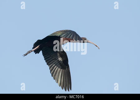 Vogel: In der Nähe von Reifen Glossy Ibis im Flug Stockfoto