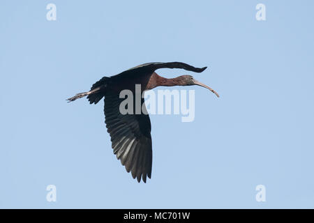 Vogel: In der Nähe von Reifen Glossy Ibis im Flug Stockfoto