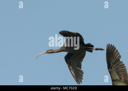 Vogel: In der Nähe von Reifen Glossy Ibis im Flug Stockfoto