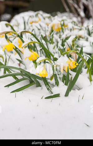 Mini Tier aus dem Osten beschichtet Frühling blühende Narzissen, die oben knallen durch starken Schneefall, Narcissus Tête-à-Tête-Blumen Stockfoto